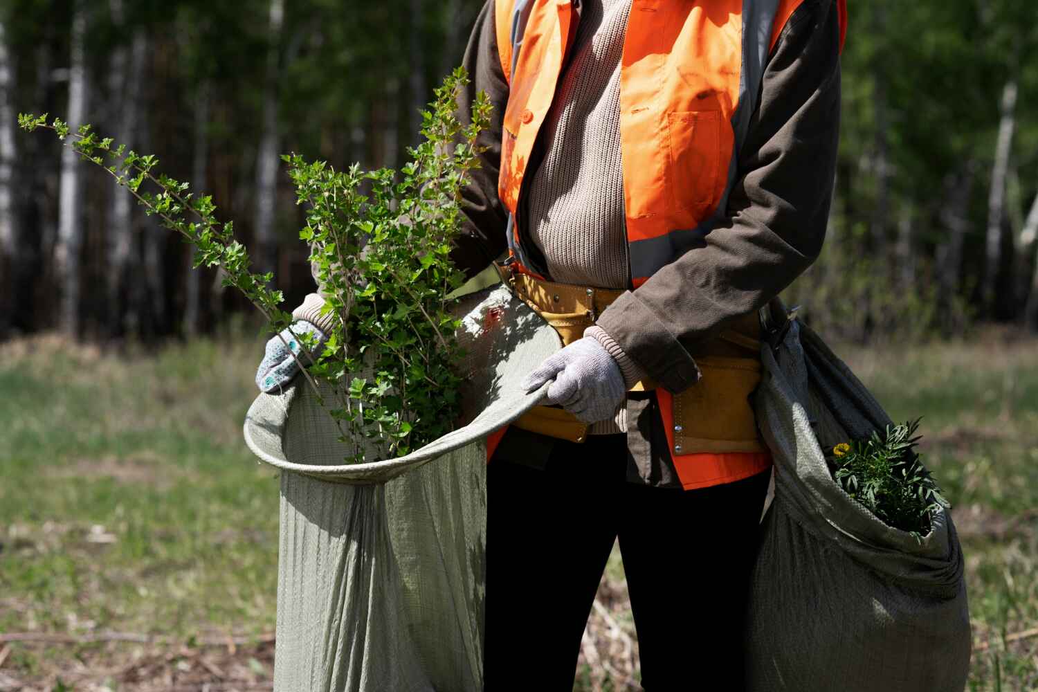 The Steps Involved in Our Tree Care Process in Taylor Creek, FL